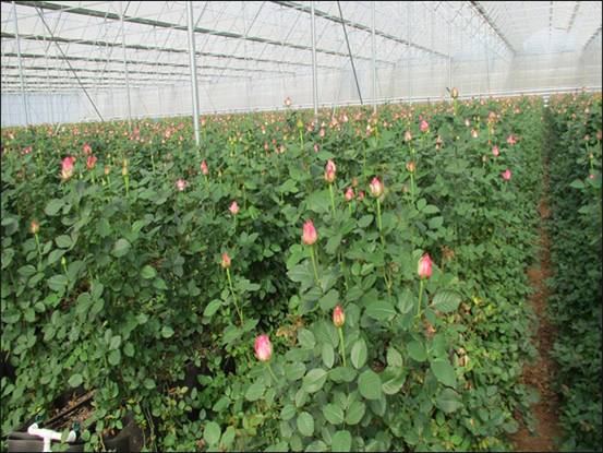 大棚玫瑰鲜切花高桩栽培的技术优势